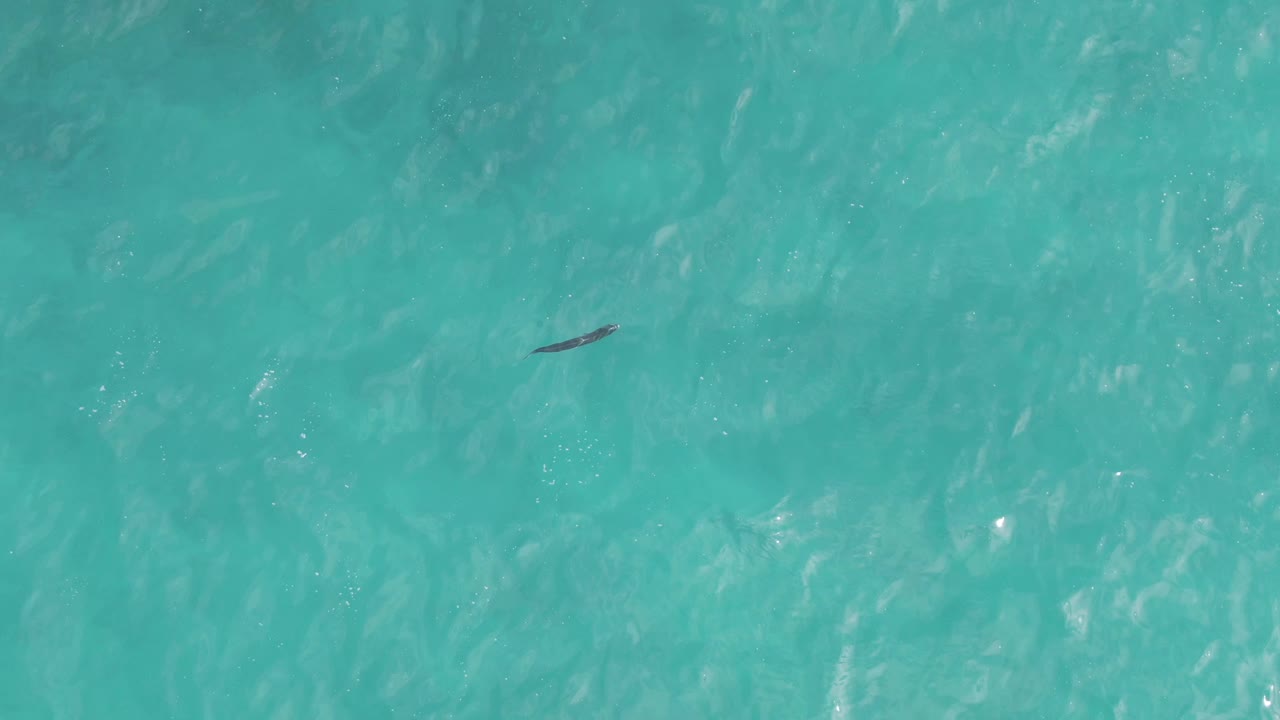 A small dark ray is visible toward the right side of the aerial frame over turquoise water at Playa El Arbolito Cabo Pulmo BCS Mexico, with no visible people.