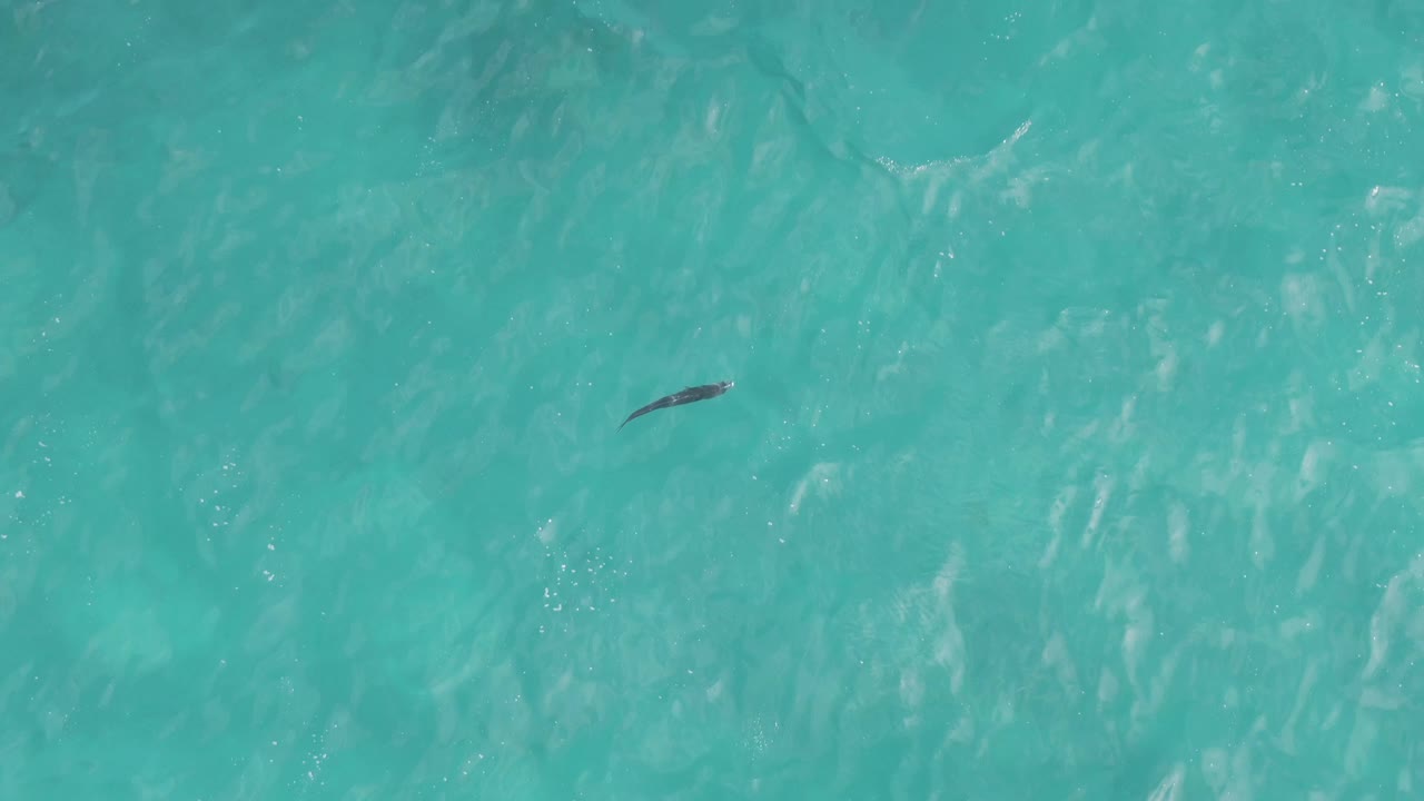 Ray low in frame against turquoise water