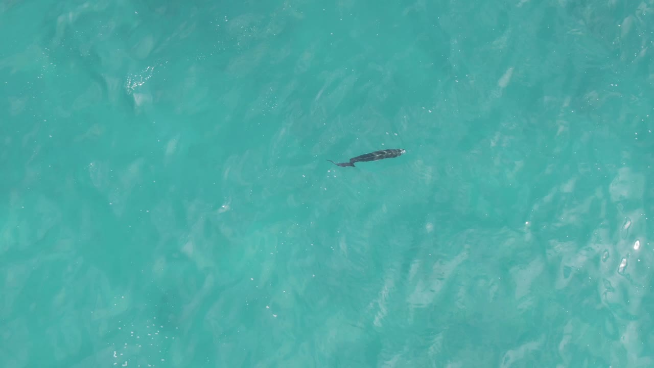 Manta ray near the left side of clear turquoise water.