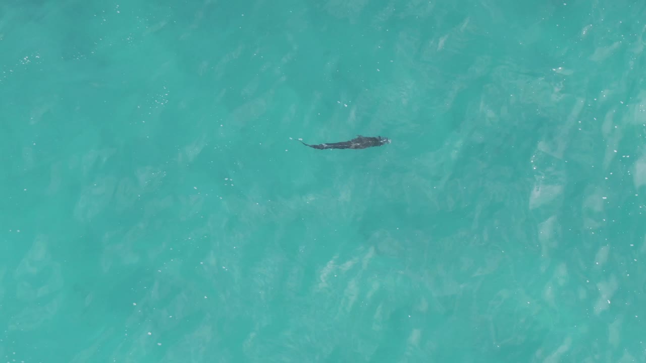 The manta ray sits closer to center frame in clear turquoise water at Playa El Arbolito Cabo Pulmo, Mexico, with soft ripple patterns and no visible people.