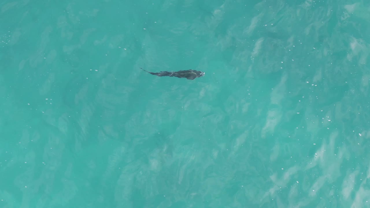 A dark manta ray is near the upper right of the frame in clear turquoise water at Playa El Arbolito Cabo Pulmo, Mexico, with faint white reflections and no visible people.