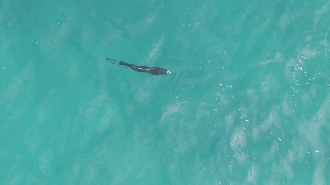 The manta ray appears in the lower left area of clear turquoise water at Playa El Arbolito Cabo Pulmo, Mexico, with small white highlights and no visible people.
