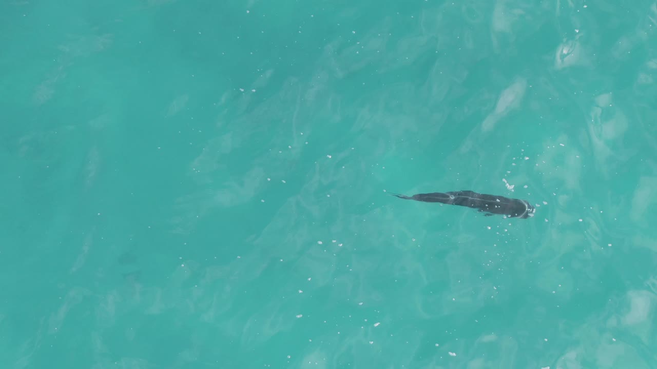 A dark stingray swims beneath clear turquoise water at Playa El Arbolito Cabo Pulmo, Mexico, with scattered white surface flecks and no visible people.