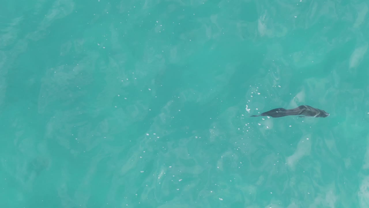 The stingray appears farther across the clear turquoise surface at Playa El Arbolito Cabo Pulmo, Mexico, with pale ripple streaks around it and no visible people.
