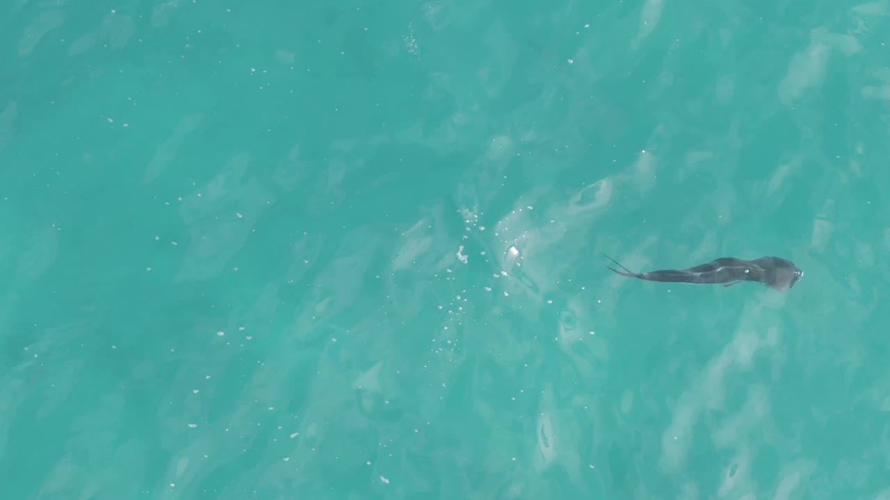 A dark stingray continues across blue-green ocean water at Playa El Arbolito Cabo Pulmo, Mexico, near small bright foam marks and with no visible people.