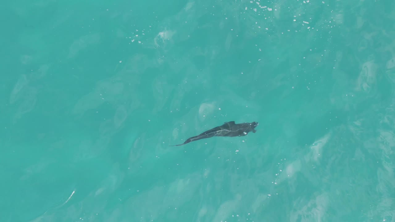 Small dark fish gliding through turquoise water at Playa El Arbolito Cabo Pulmo BCS Mexico, with faint ripples and no visible people.
