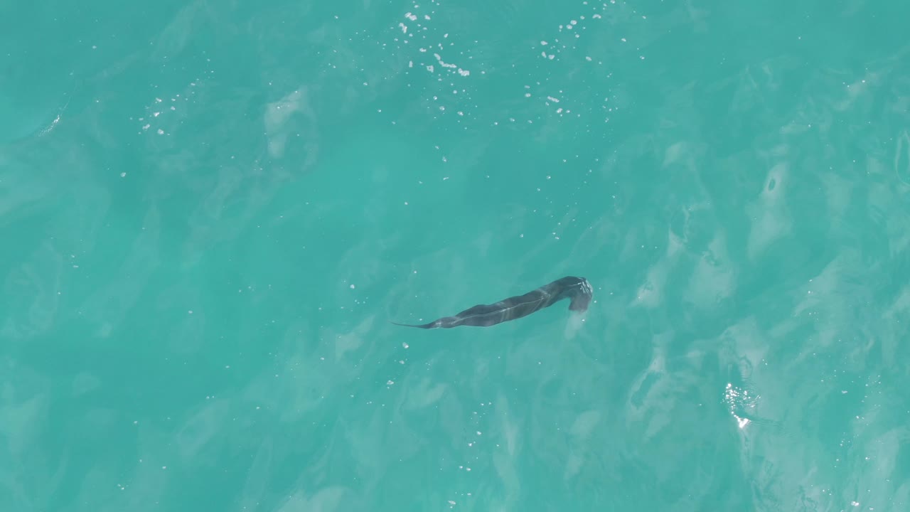 Fish silhouette beneath rippled turquoise water