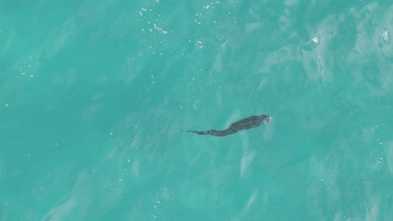 Small fish continues across clear turquoise water at Playa El Arbolito Cabo Pulmo BCS Mexico, with brighter reflective patches toward the right and no visible people.