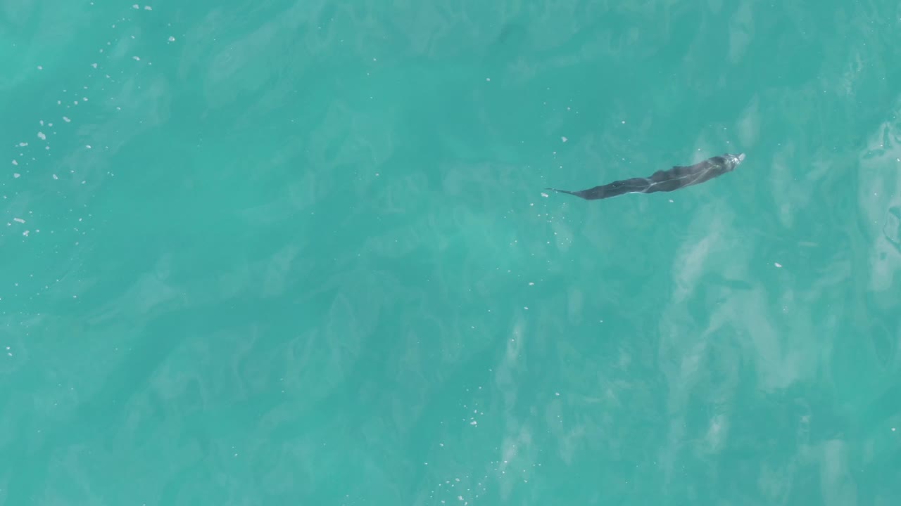 Overhead frame from Playa El Arbolito Cabo Pulmo BCS Mexico showing a dark fish near the upper left in turquoise water with soft ripples and no visible people.