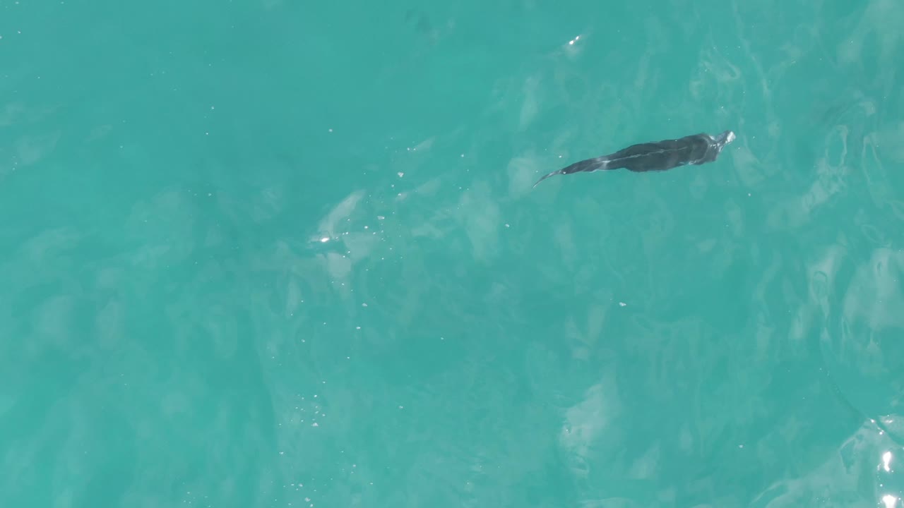 Dark fish swimming across clear turquoise water.