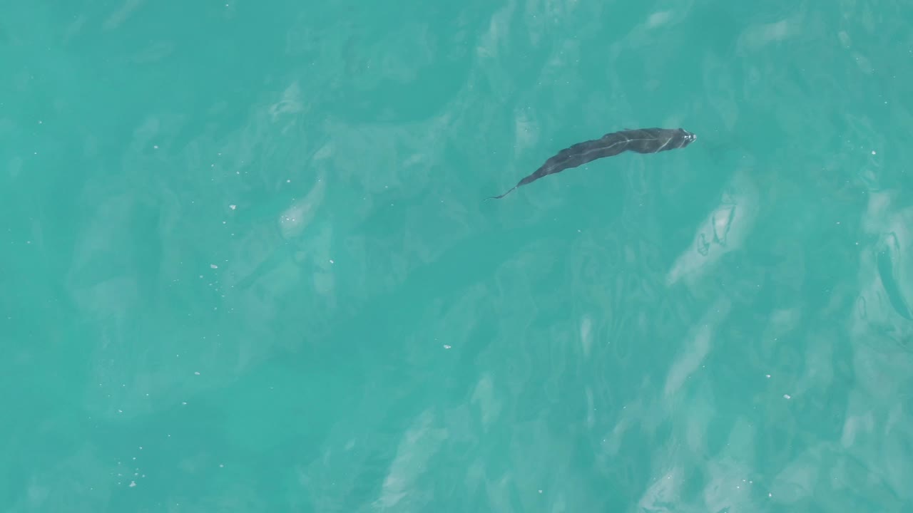 Overhead frame from Playa El Arbolito Cabo Pulmo BCS Mexico showing the fish near the upper right edge with textured turquoise water below and no visible people.