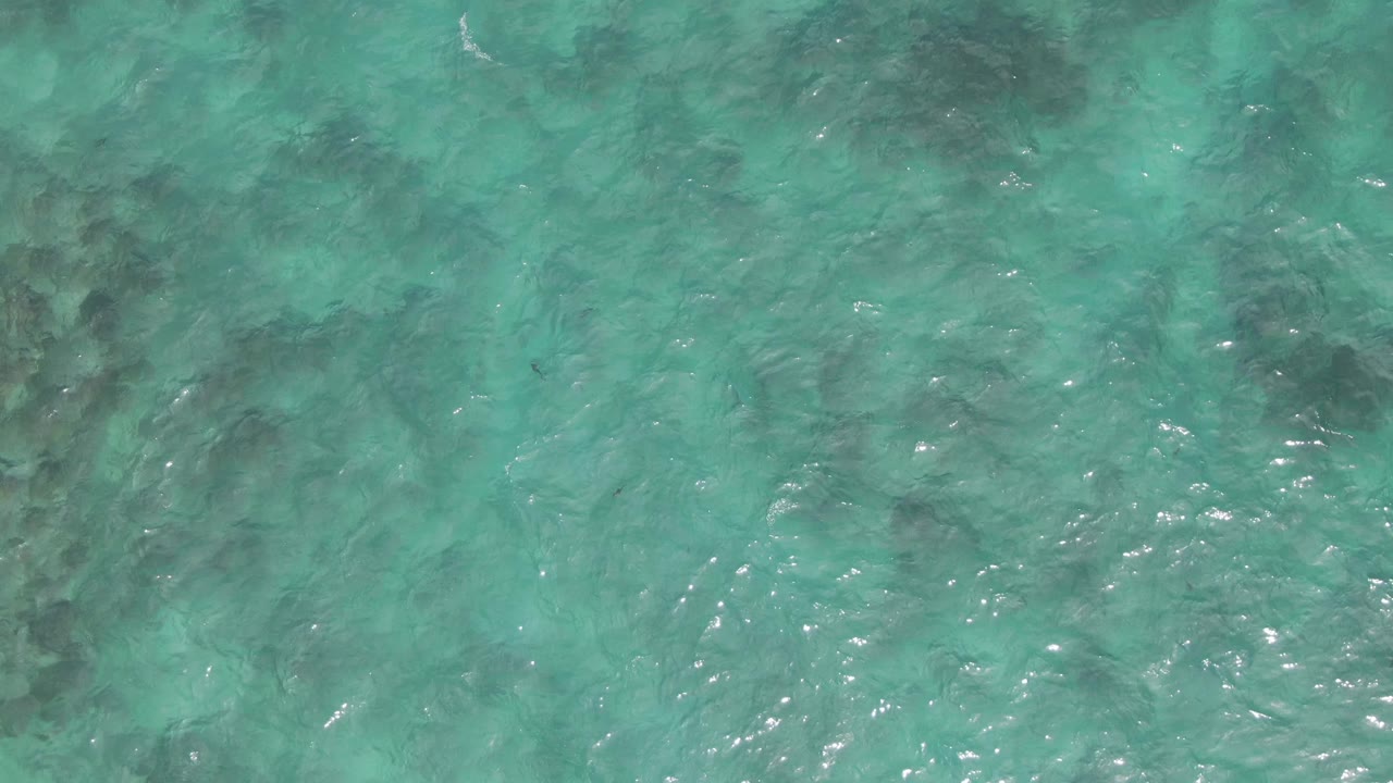 Clear turquoise shallow ocean water with seabed visible and small fish shapes.