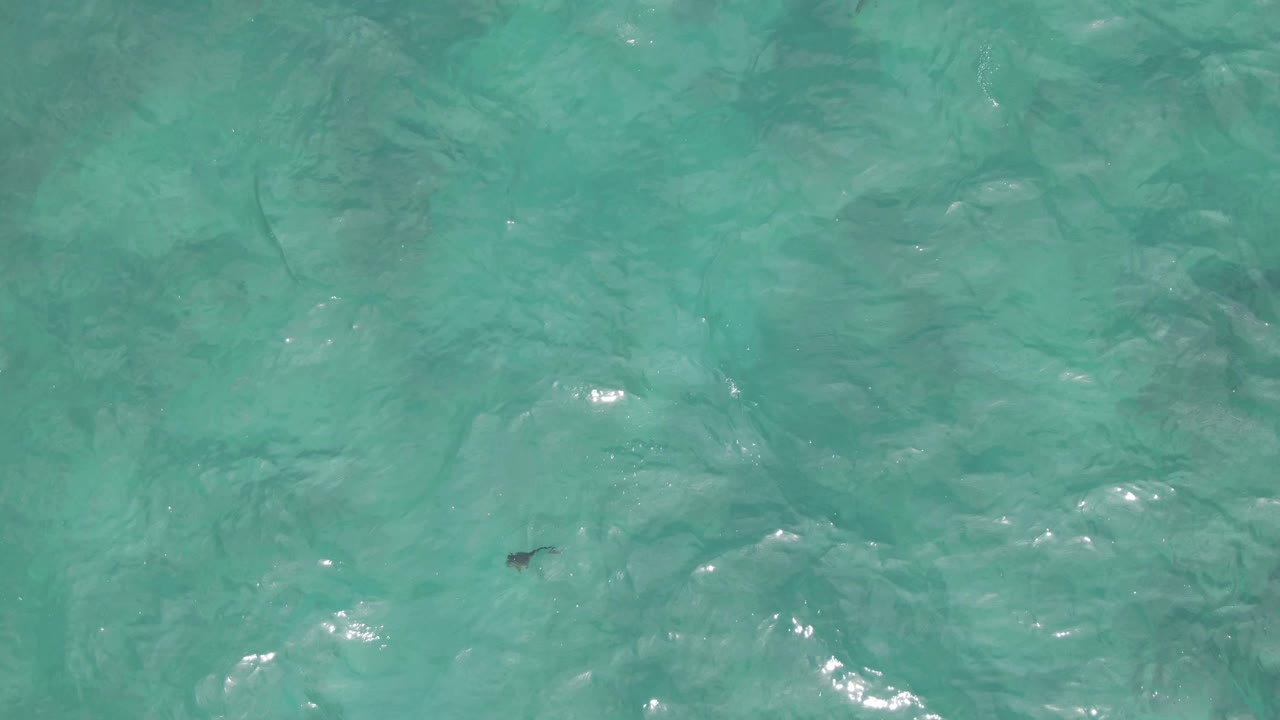 Small dark fish appears beneath clear turquoise water at Playa El Arbolito Cabo Pulmo, Mexico, with bright ripple highlights and no visible people.