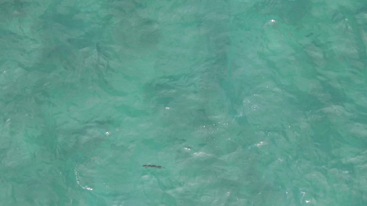 A small fish is visible under the clear green-blue water, with clustered white reflections drifting across the surface and no visible people.