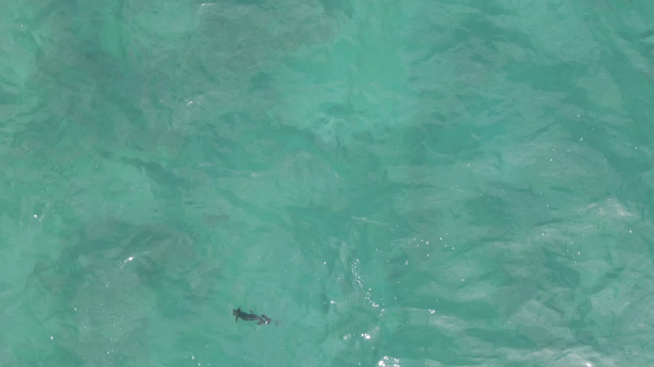 A tiny dark fish shape sits below the transparent turquoise ocean surface at Playa El Arbolito Cabo Pulmo, Mexico, with soft wave texture and no visible people.