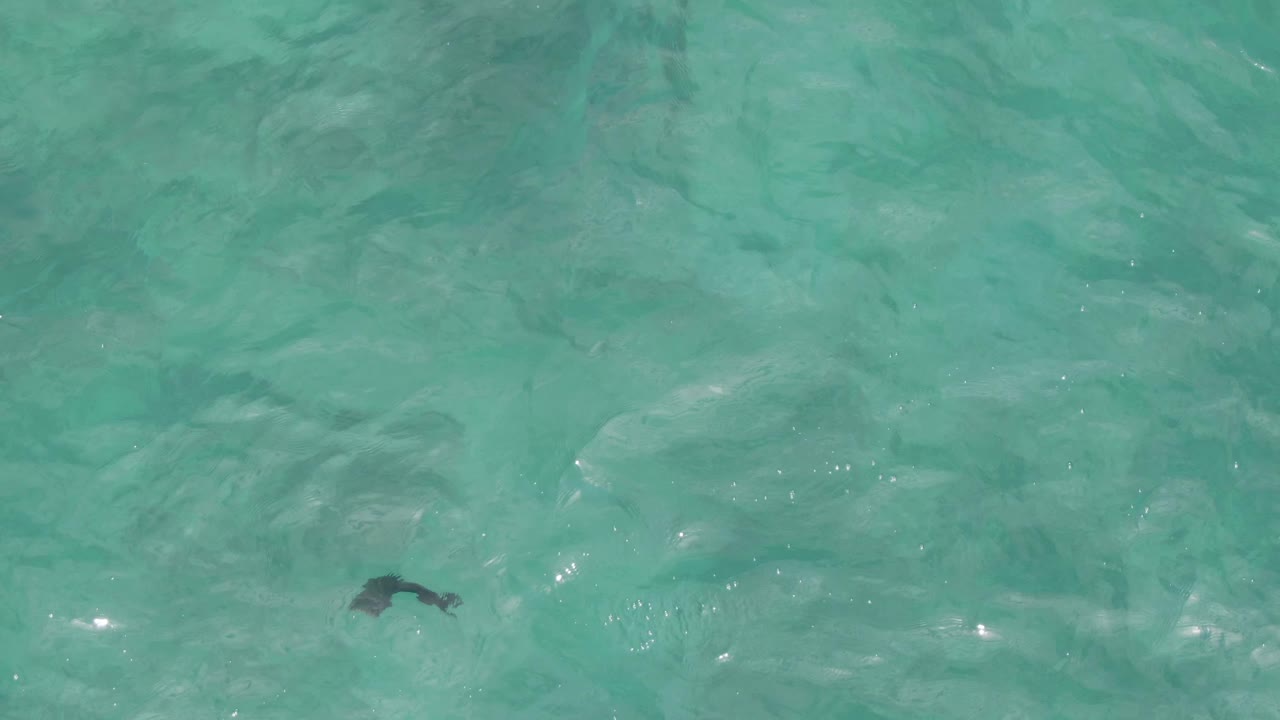 Dark fish near lower edge of rippled water