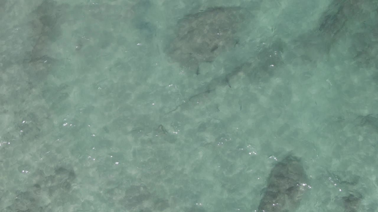 Small fish appear as dark shapes over pale rocks in clear shallow water.