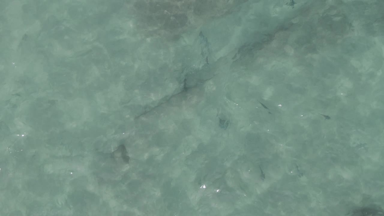 Overhead frame from Playa El Arbolito Cabo Pulmo BCS Mexico showing a dark stingray shape under clear turquoise water with faint seabed texture and no visible people.