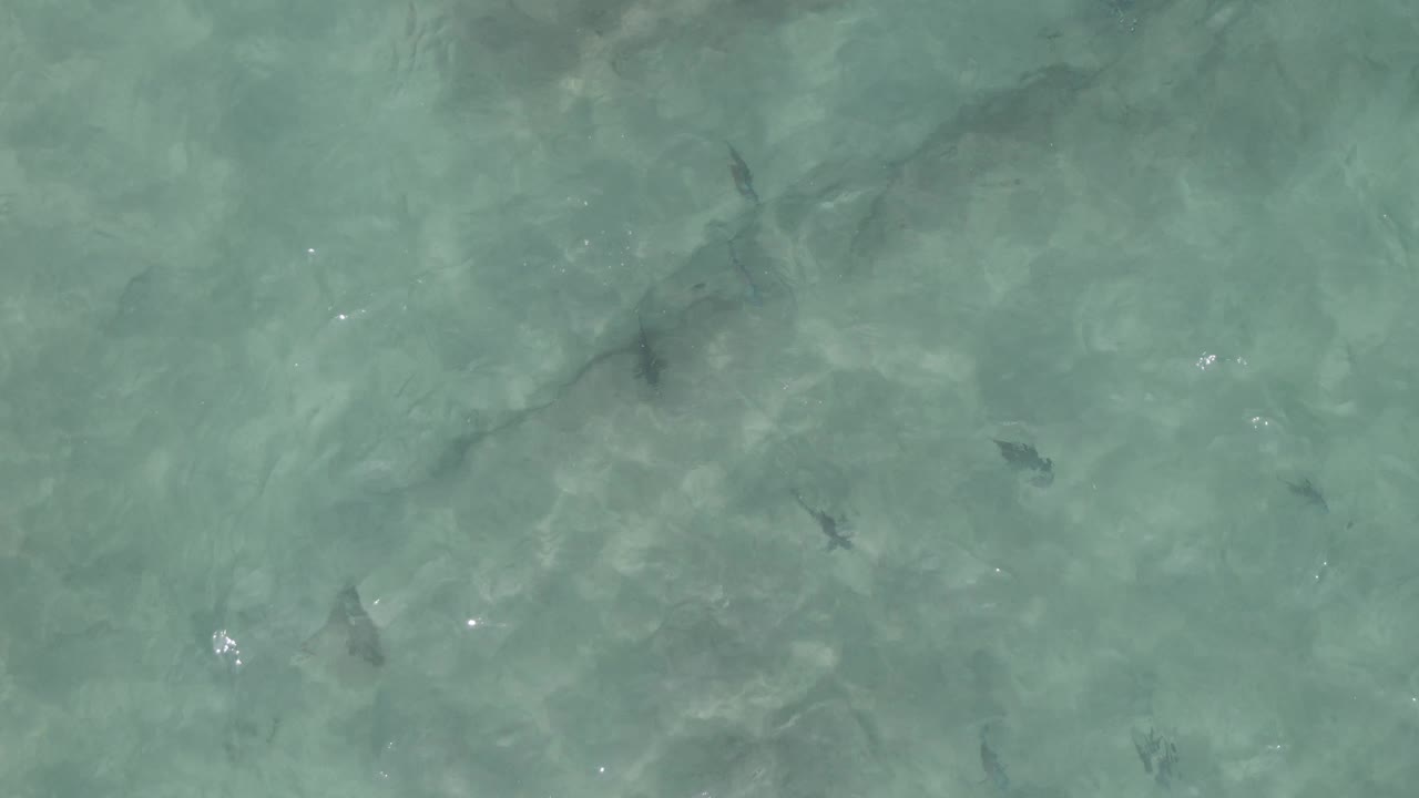 Overhead Playa El Arbolito Cabo Pulmo BCS Mexico frame with the stingray slightly farther across the pale seabed as ripples and small sun glints mark the water surface, no visible people.