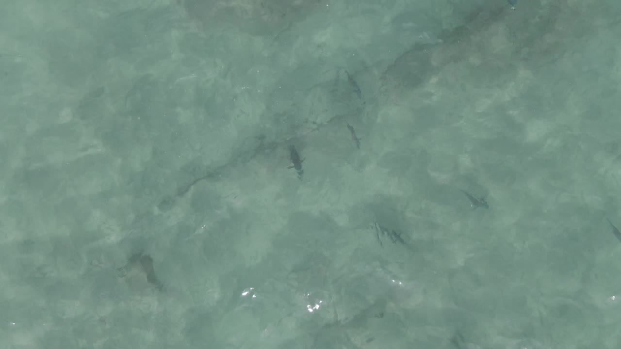 Overhead frame at Playa El Arbolito Cabo Pulmo BCS Mexico showing the ray silhouette over a sandy underwater floor with scattered darker marine shapes and no visible people.