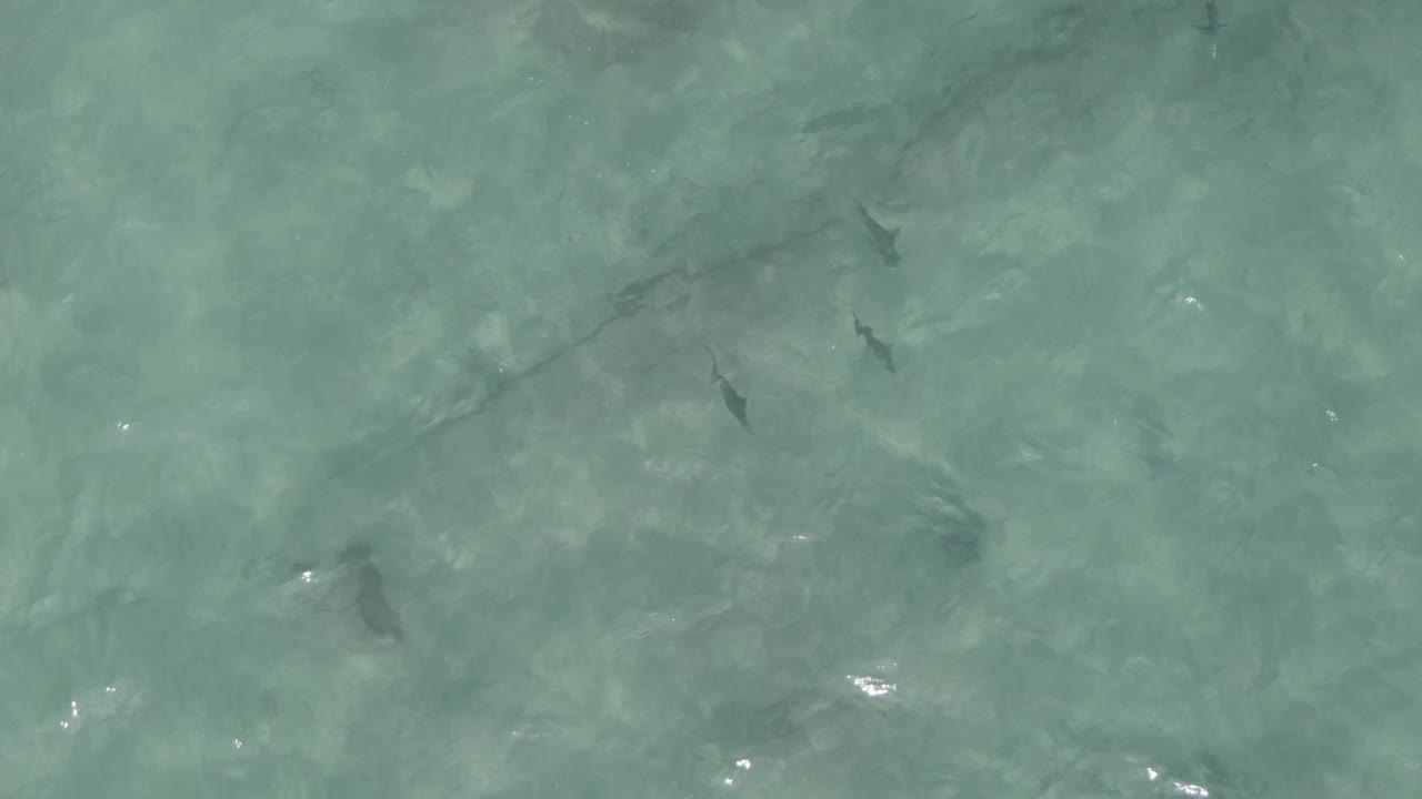 Clear shallow ocean water with stingray and small shadows