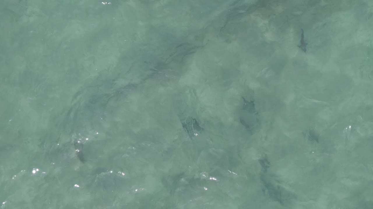 Small fish scattered in clear turquoise shallow water.