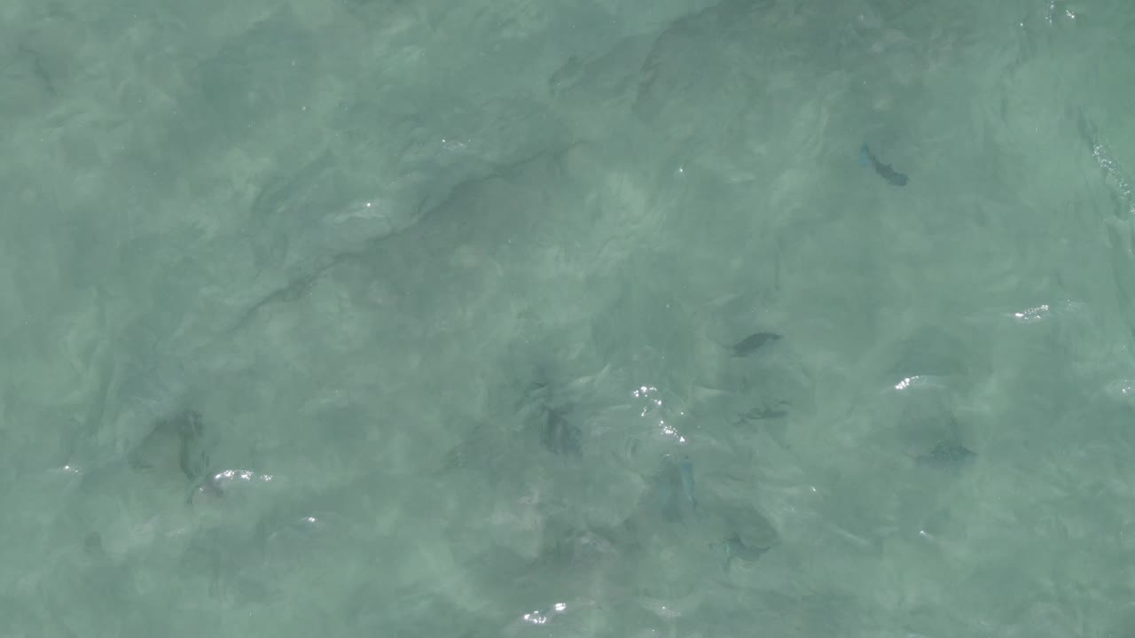Small fish appear under rippled turquoise water in Mexico, with bright surface flecks and no visible people.