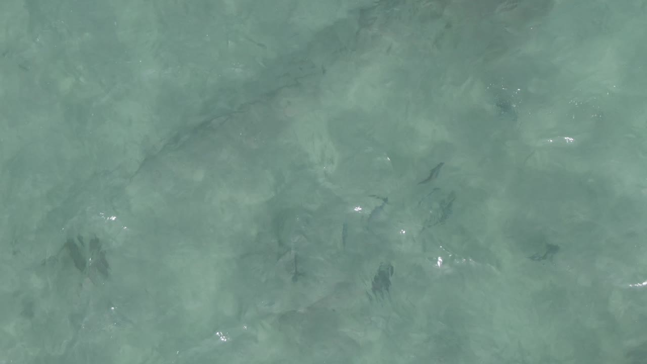 The third frame shows darker fish shapes crossing the pale sandy bottom beneath clear shallow water at Playa El Arbolito Cabo Pulmo, with no visible people.
