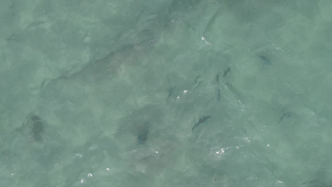 Pale turquoise water fills the frame as small fish sit at varying depths below scattered sun glints, with no visible people.