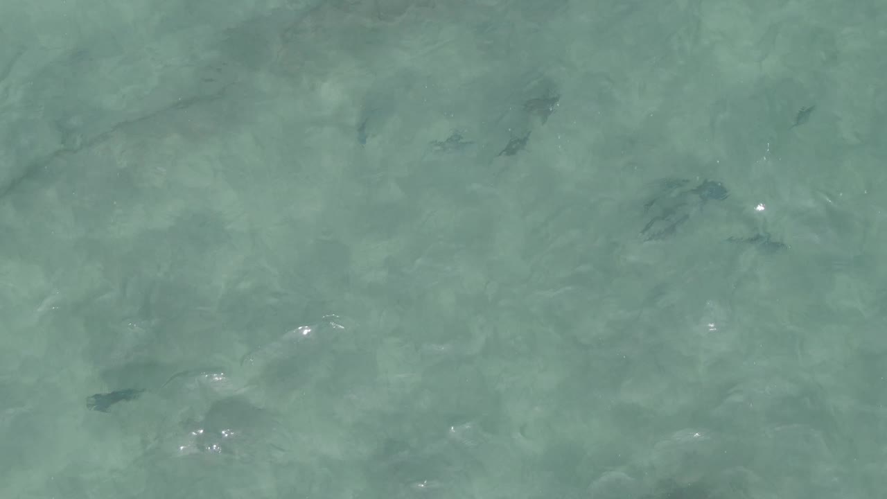 Small fish appear at different depths in clear shallow water at Playa El Arbolito, Cabo Pulmo, Mexico, with faint sun highlights and no visible people.