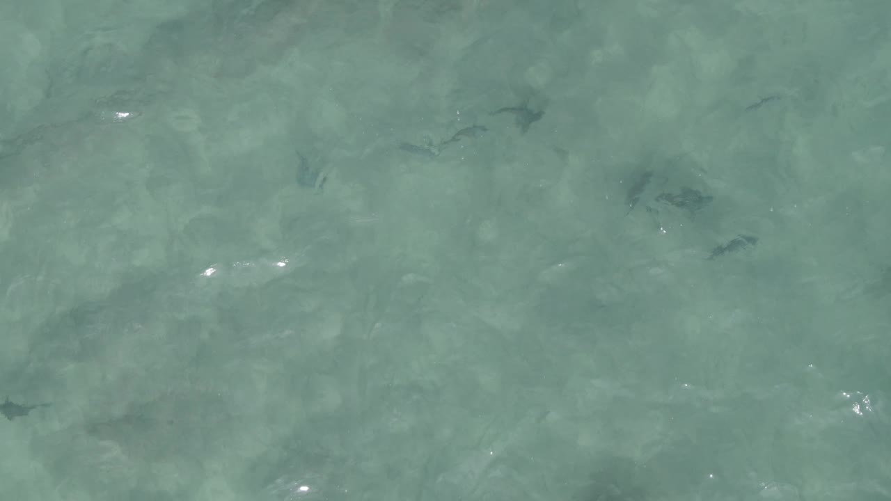 An overhead-looking frame shows rippled turquoise water at Playa El Arbolito, Cabo Pulmo, Mexico, with scattered dark fish shapes and no visible people.