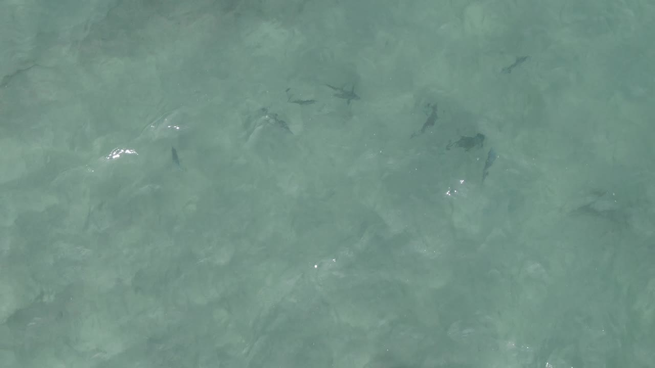 Clear water surface with small fish and bright glints