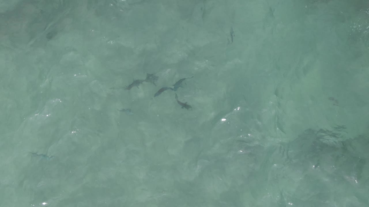 At Playa El Arbolito Cabo Pulmo BCS Mexico, several dark fish shapes show beneath clear turquoise water with faint ripples and no visible people.