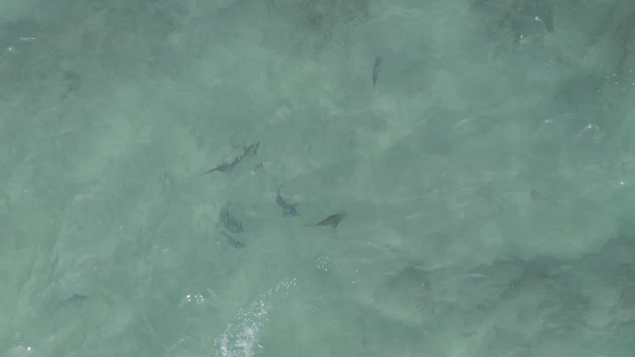 Dark fish silhouettes appear in small groups under rippled turquoise water at Playa El Arbolito Cabo Pulmo BCS Mexico, with no visible people.