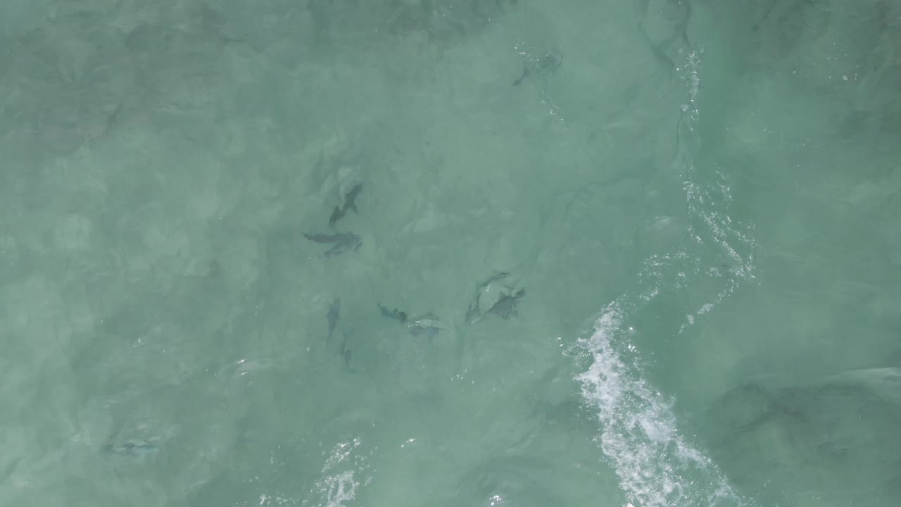 A looser spread of fish silhouettes crosses pale turquoise shallow water at Playa El Arbolito Cabo Pulmo BCS Mexico, with soft wave marks and no visible people.