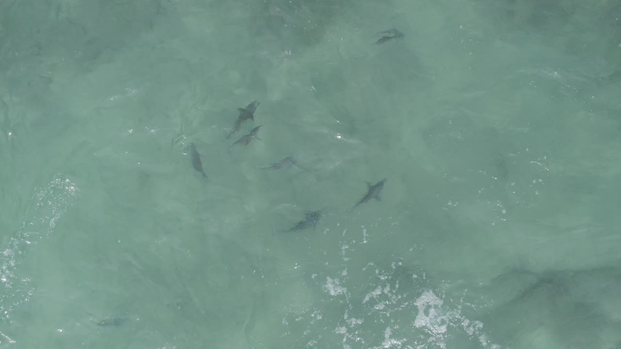 Fish remain visible through green-blue clear water at Playa El Arbolito Cabo Pulmo BCS Mexico, with a small patch of white foam near the frame edge and no visible people.