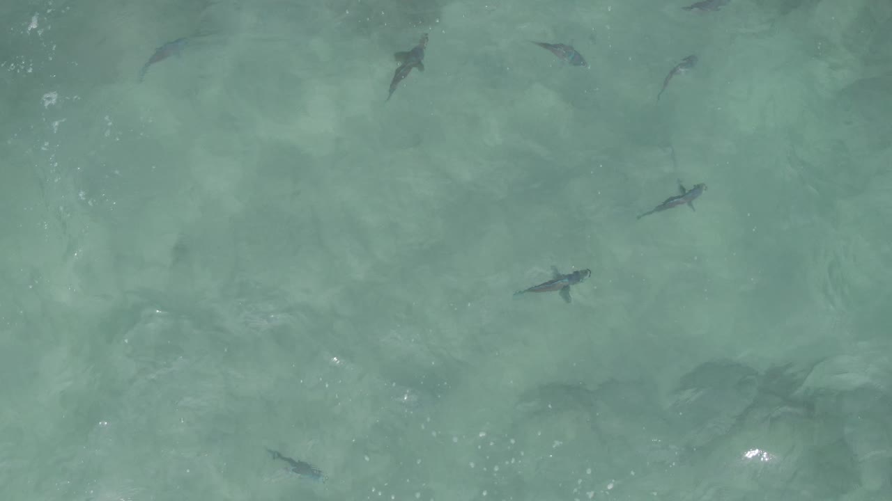 Overhead view at Playa El Arbolito Cabo Pulmo, Mexico, showing small dark fish scattered in clear turquoise shallow water with soft ripples and no visible people.