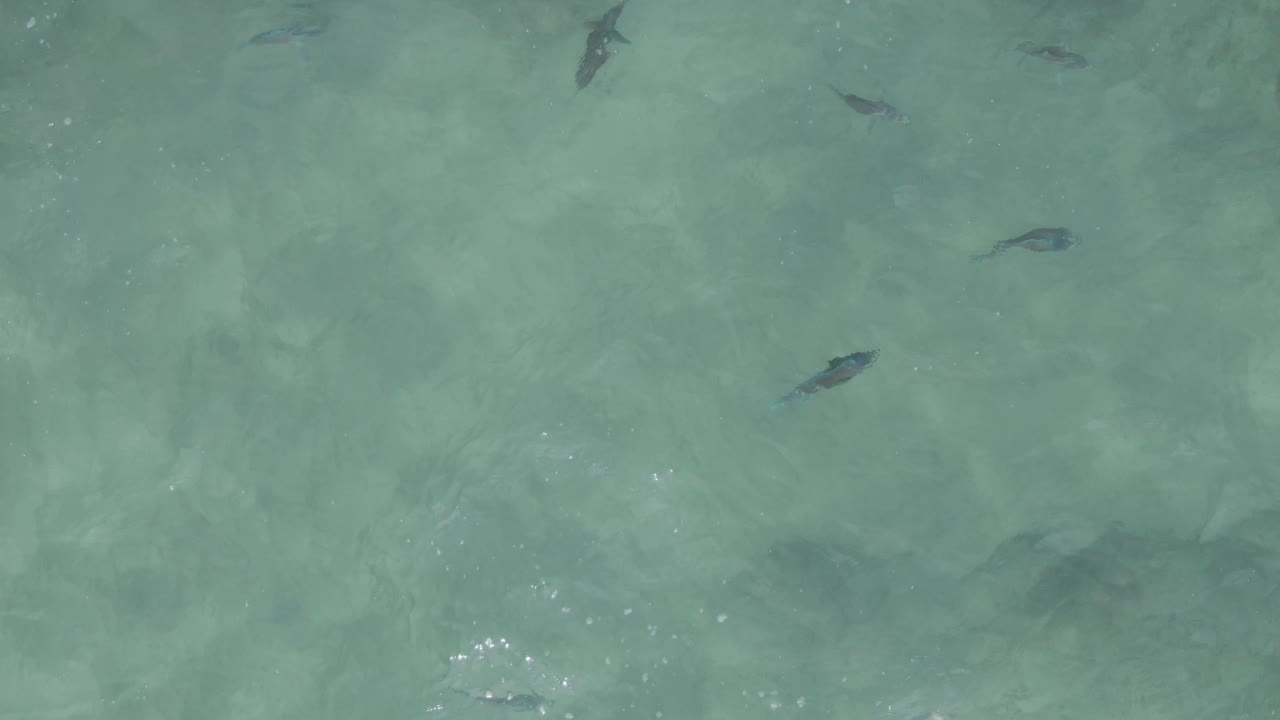 Overhead frame from Playa El Arbolito Cabo Pulmo, Mexico, with several small dark fish more widely spaced across pale turquoise water and no visible people.