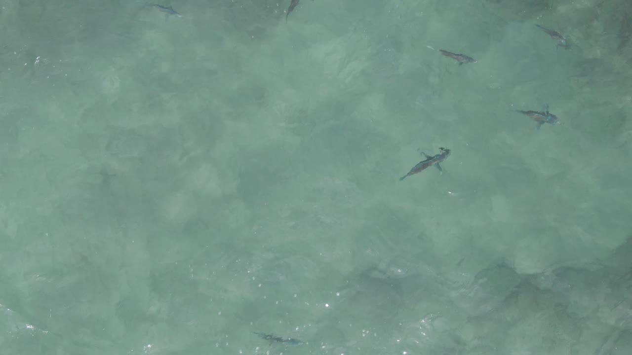 Top-down view at Playa El Arbolito Cabo Pulmo, Mexico, where fish silhouettes sit beneath rippled turquoise ocean water with faint sandy texture below and no visible people.