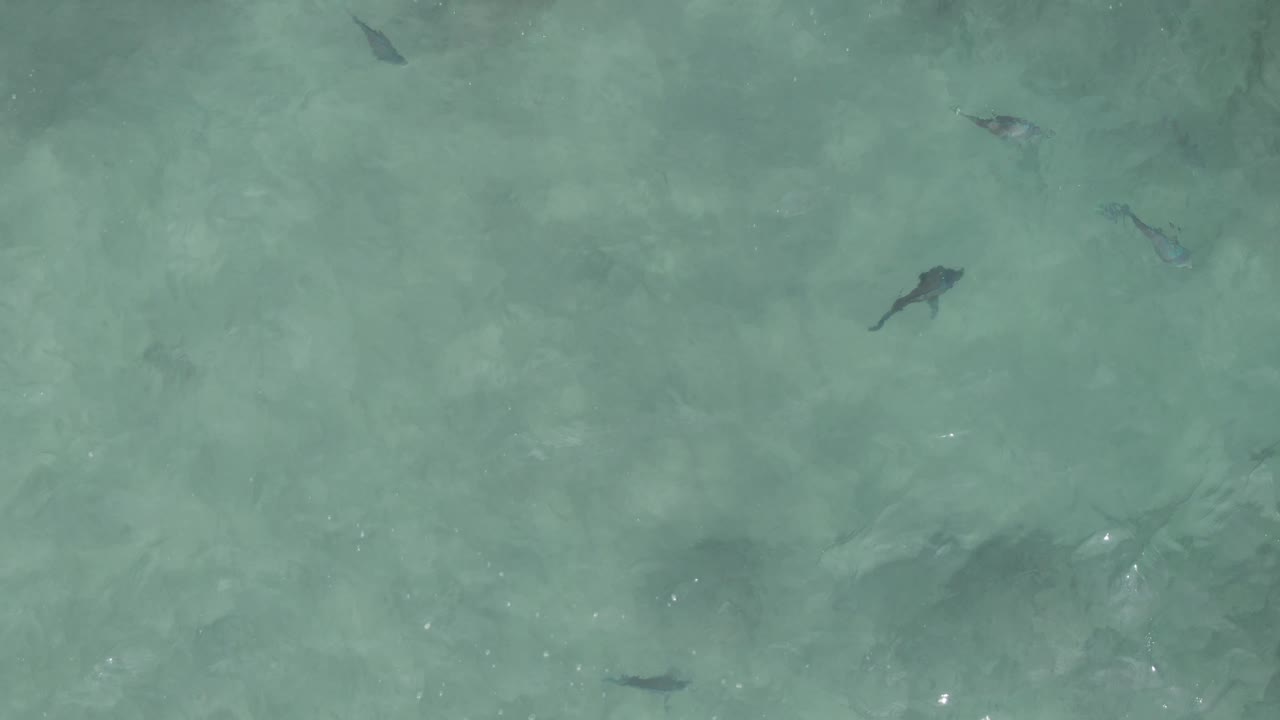 Small fish crossing clear shallow ocean water.