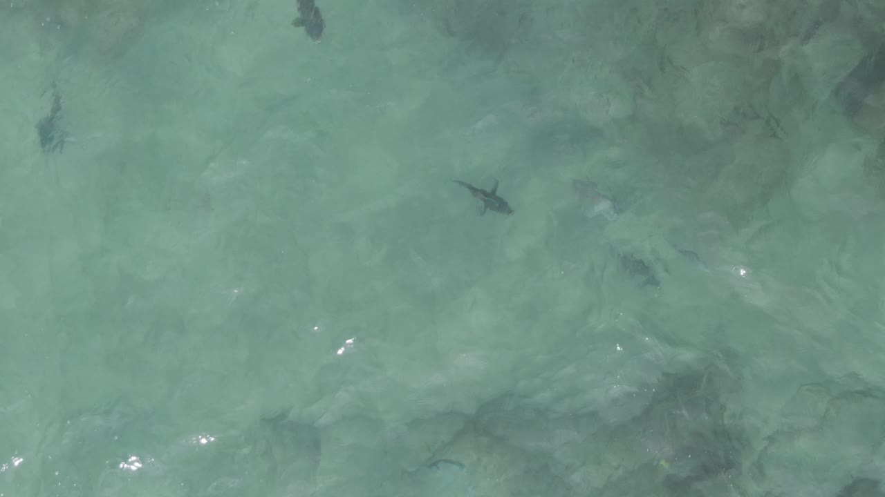 Turquoise shallow water with scattered dark fish shapes.