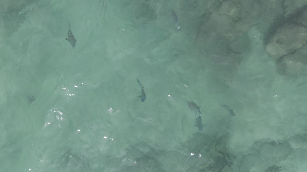 Pale turquoise ocean water at Playa El Arbolito Cabo Pulmo BCS Mexico contains scattered fish silhouettes and small bright reflections on the rippled surface, with no visible people.