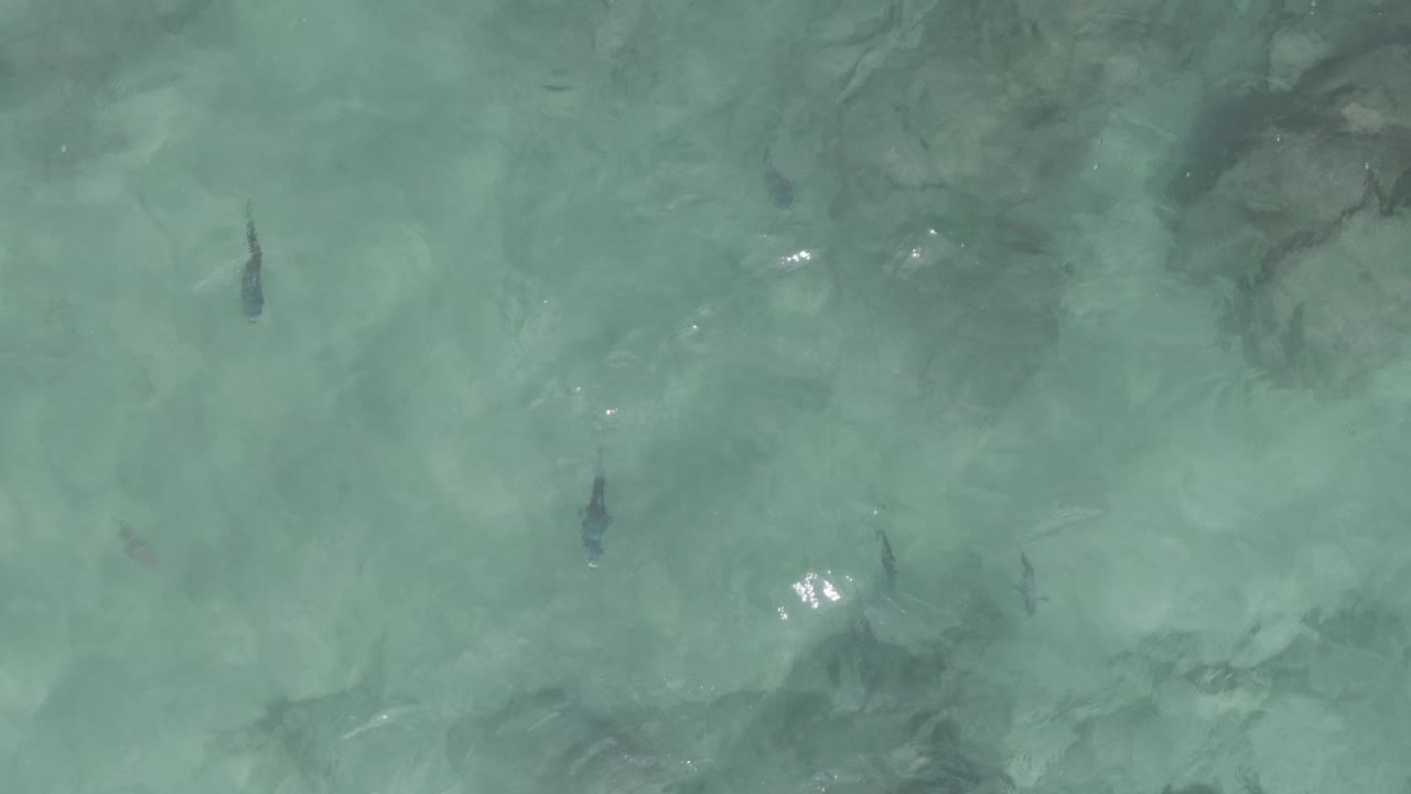 A lower portion of the overhead view at Playa El Arbolito Cabo Pulmo BCS Mexico shows darker submerged rocks beneath clear green-blue water and a few fish, with no visible people.