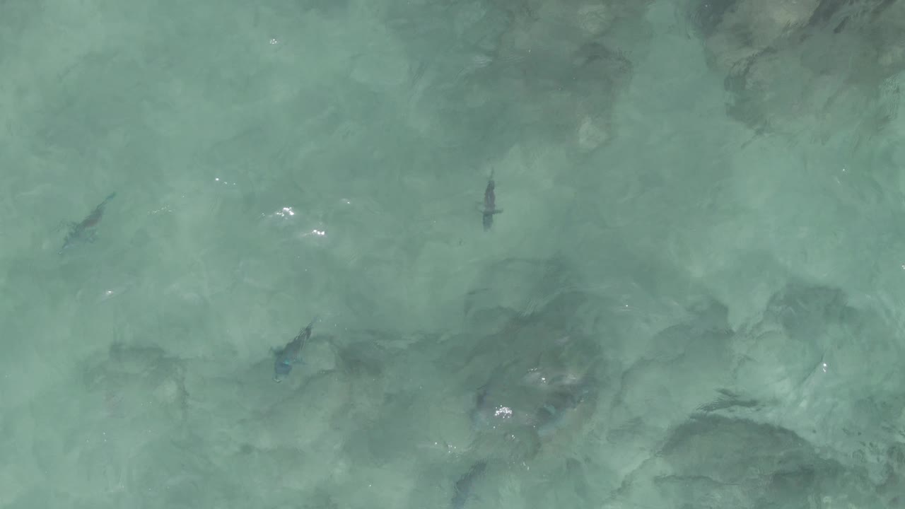 Fish visible beneath pale turquoise shallow water over rocks.