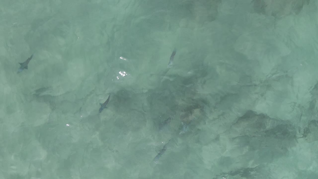 Fish are spaced across clear green-blue water at Playa El Arbolito Cabo Pulmo BCS Mexico, with darker rock shapes below and no visible people.