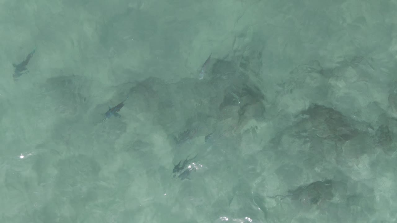 A cluster of fish appears beneath rippled turquoise water at Playa El Arbolito Cabo Pulmo BCS Mexico, with mottled seabed detail and no visible people.