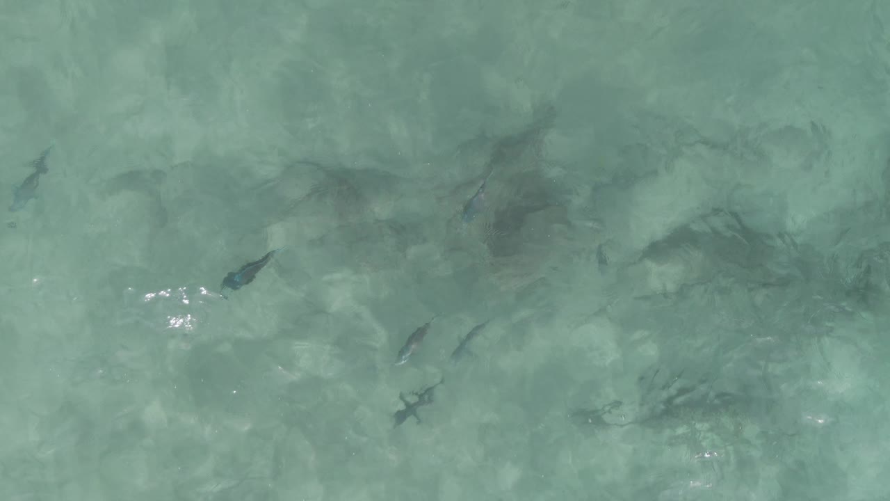 Mid-clip overhead frame shows fish under pale turquoise water at Playa El Arbolito Cabo Pulmo BCS Mexico, with broad rock shadows and no visible people.