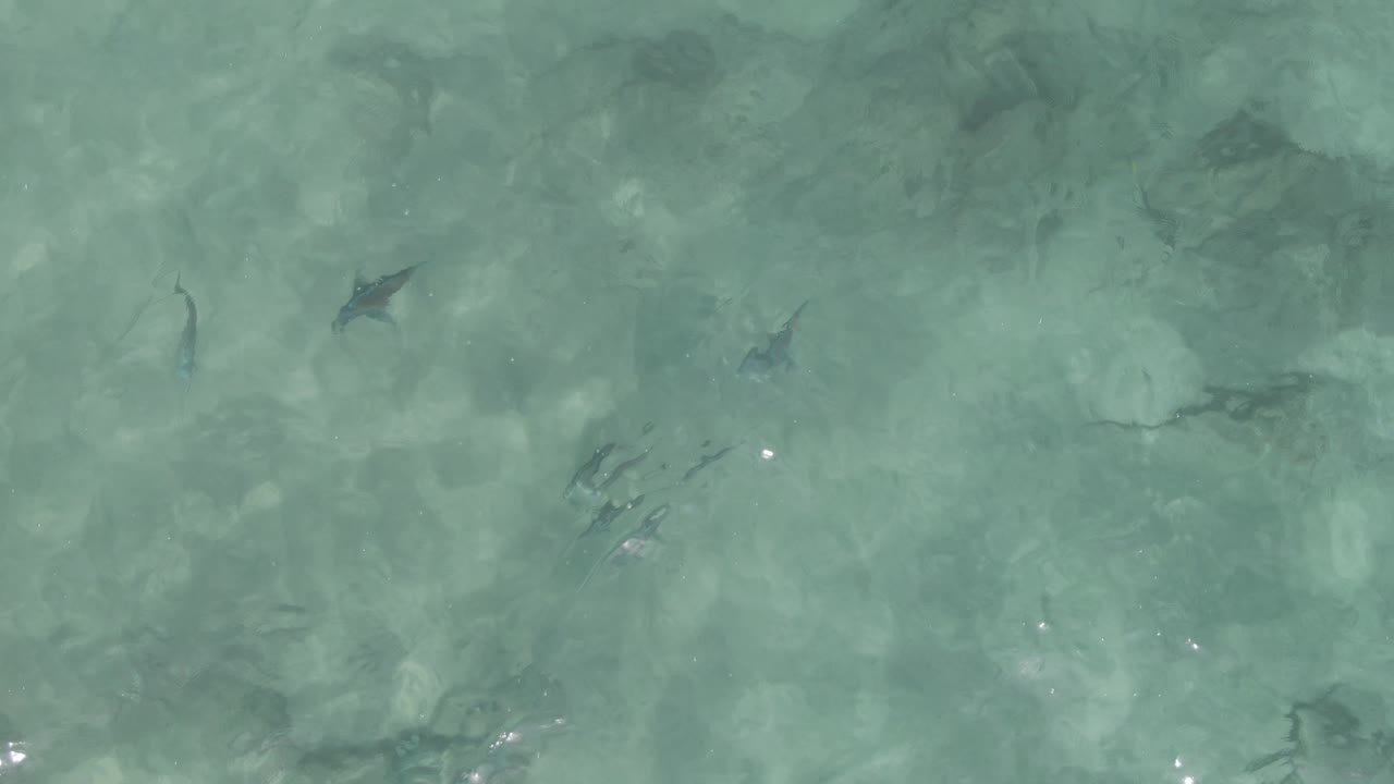 Overhead view at Playa El Arbolito Cabo Pulmo in Mexico showing small fish under clear turquoise water, pale seabed patches, submerged rocks, and no visible people.