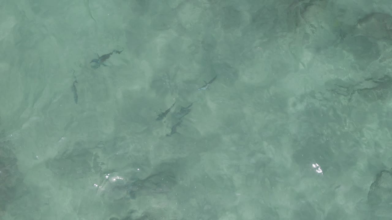 Dark fish shapes swimming over a pale rocky seabed