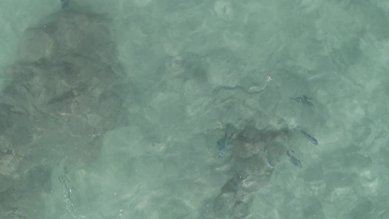 Small fish are visible over a rocky seabed beneath clear turquoise water at Playa El Arbolito Cabo Pulmo BCS Mexico, with no visible people in frame.